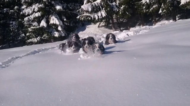 Time for fun in the snow puppies Bernese Mountain Dog 12 weeks