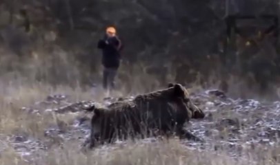 excellents plans vidéo précis d'animaux sauvages de chasse dans les bois