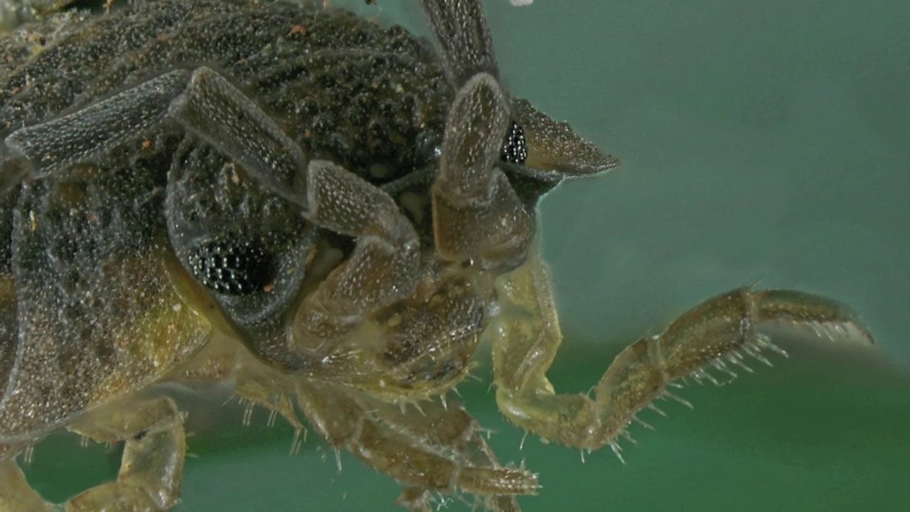 Tricot : avez-vous vu d'aussi près la tête d'une blatte ?