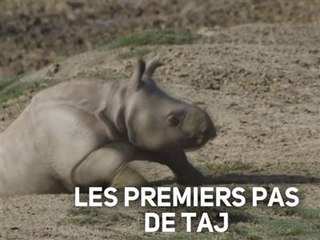 Instant meûgnon : ce bébé rhino découvre le monde