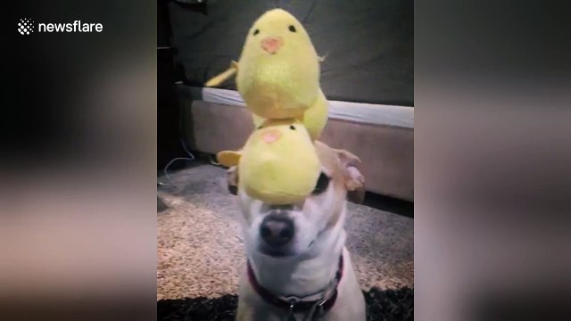 Disciplined dog balances cuddly toys on his nose