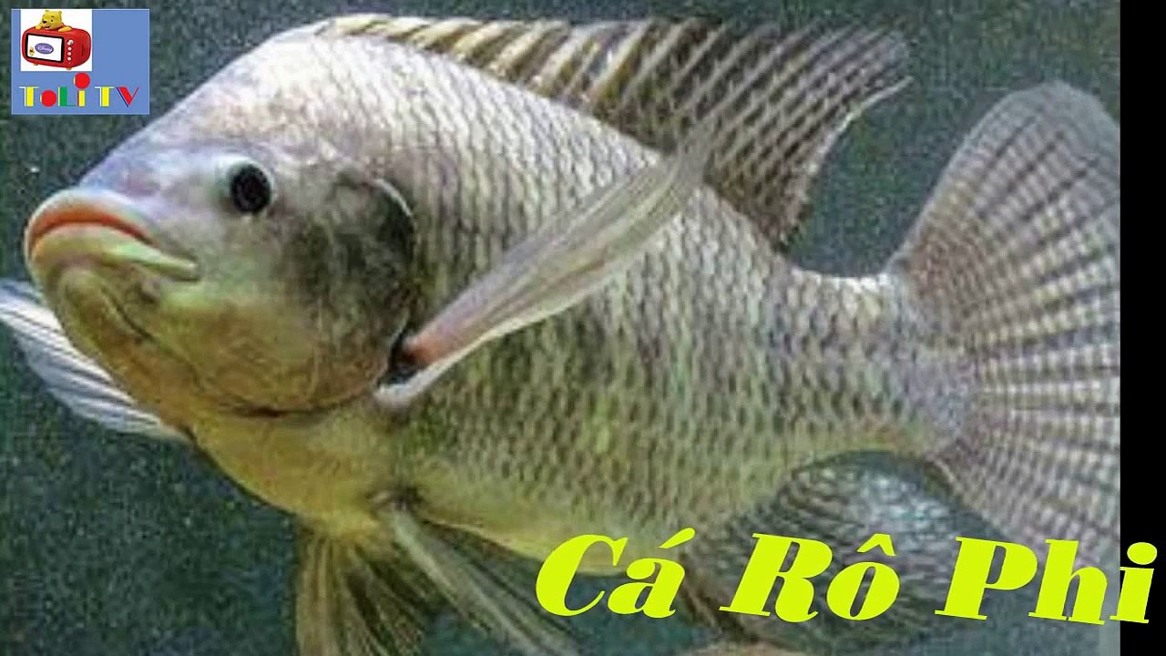 Bé Học Các Con Vật Thích Ăn Gì
