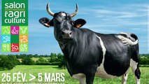 Fine, la star vache du Salon de l'agriculture