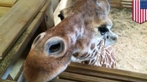Giraffe cam birth: YouTube drops, then reinstates live feed due to nudity complaints - TomoNews
