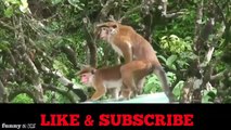 Monkey Mating|Funny Pranks