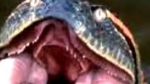 Anaconda GIGANTE ataque de anaconda  INCREIBLE REAL nuevo 2016