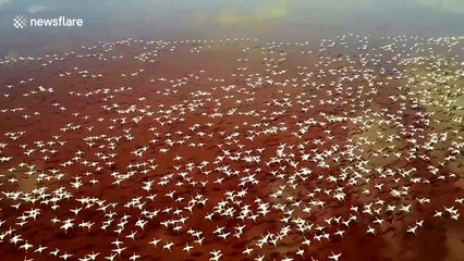 Amazing sights as huge flock of flamingos fly over Lake Eyasi in Tanzania