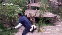 ماذا يفعل هذا الباندا بالرجل شاهد