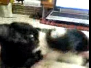 Nookie loving her tail