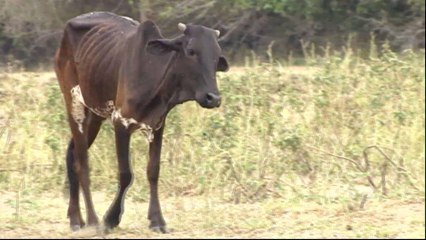 Kenya declares national disaster after severe drought