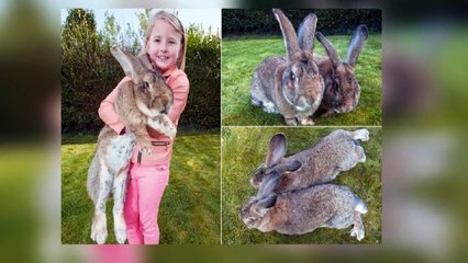 Top 7 World's  Largest And  Biggest animal