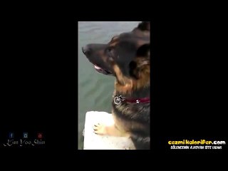 Sahibinin Aşırı Samimi Komutuyla Beraber Paralel Evrenlere Geçiş Yapan Köpek