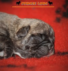 FRENCH BULLDOG PRINCE LIAM KENNEL