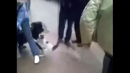 執拗に犬を襲う猫　A cat that persistently attacks a dog