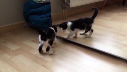 Kittens are confused by myself in the mirror and attack!　子猫が鏡に映った自分に困惑そしてアタック！