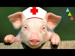 Animales que te salvan la vida y… ¡no lo sabes!