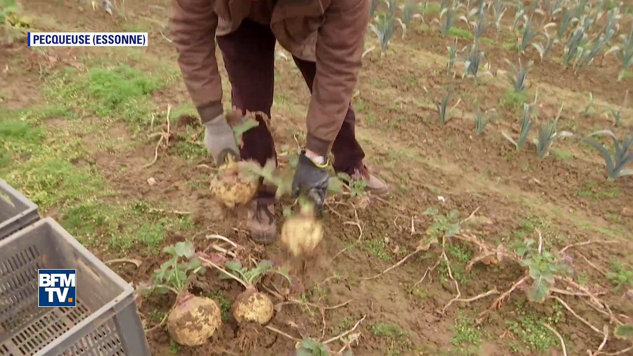 Thomas, maraîcher de père en fils, contribue au succès des Amap