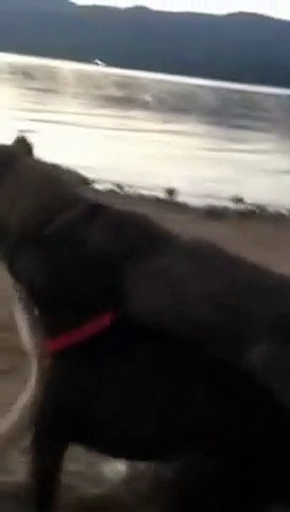 PITBULL vs WOLF