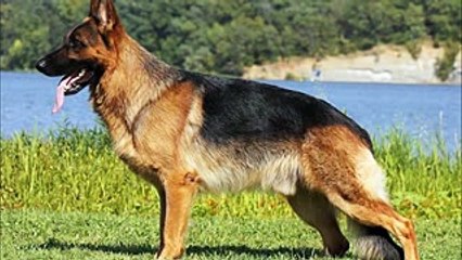 Pitbull vs German Shepherd