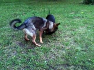 Pitbull vs German shepherd