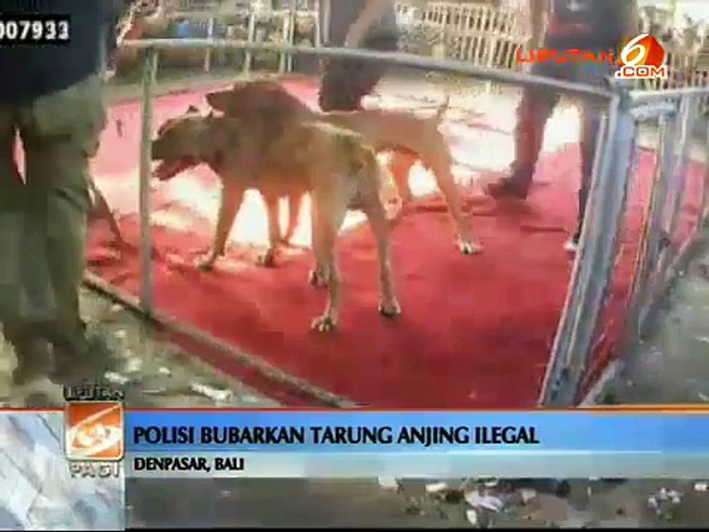 Judi Adu American Pitbull Dogs in Bali Police Disbanded [News Center]