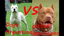 Pitbull vs Dogo Argentino