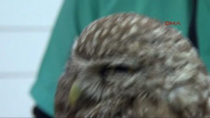 Fethiye Yaralı Yavru Baykuş Tedavi Edildi