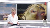 Salon de l'Agriculture : le taureau Impérial se prépare au concours