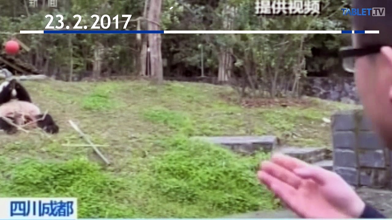 Pandu Bao Bao premiestnili do Číny