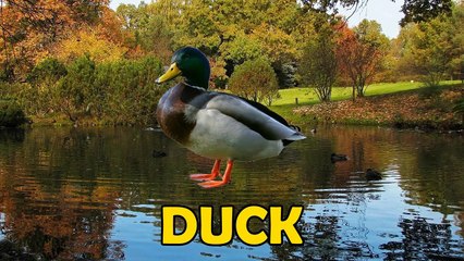 Animal Sounds Video For Kids | Animal Finger Family Songs | Old Mcdonald And More Nursery