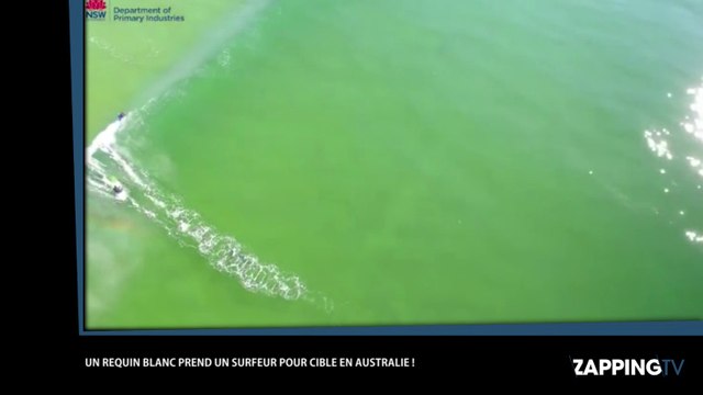 Un grand requin blanc attaque un surfeur en Australie, la vidéo terrifiante