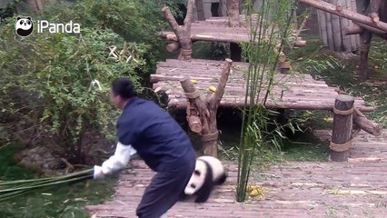 Cute Panda Doing Funny Stuff