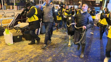 Salon de l'agriculture : "Fine", la vache égérie est arrivée