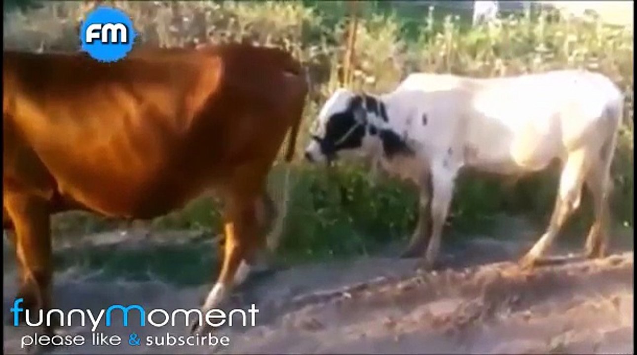 FUNNY Videos happens only in India -  2017