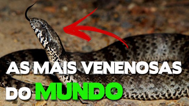 As 10 cobras mais venenosas do mundo