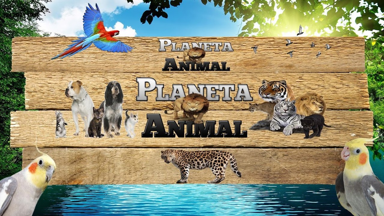 Intro Planeta Animal