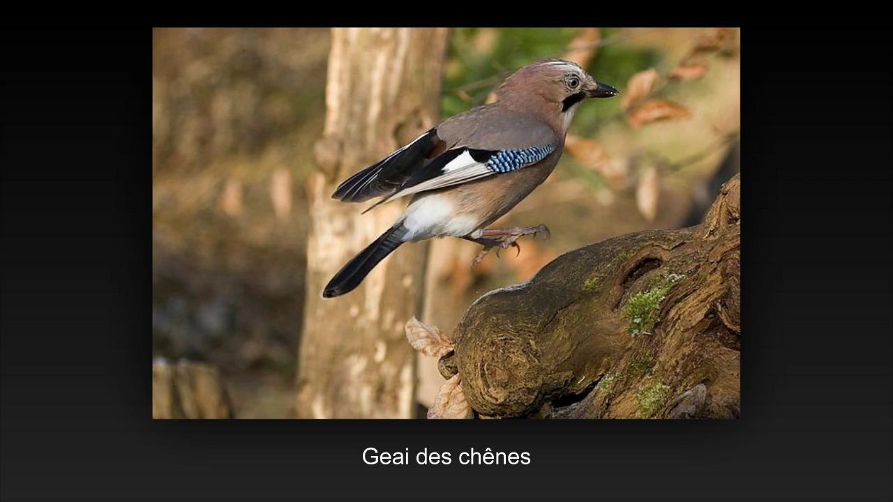 saut d'oiseau