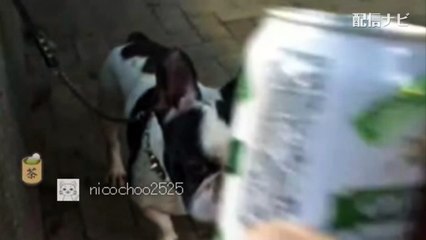 【ウナちゃんマン】愛犬部長とレアなお散歩外配信（ツイキャス）