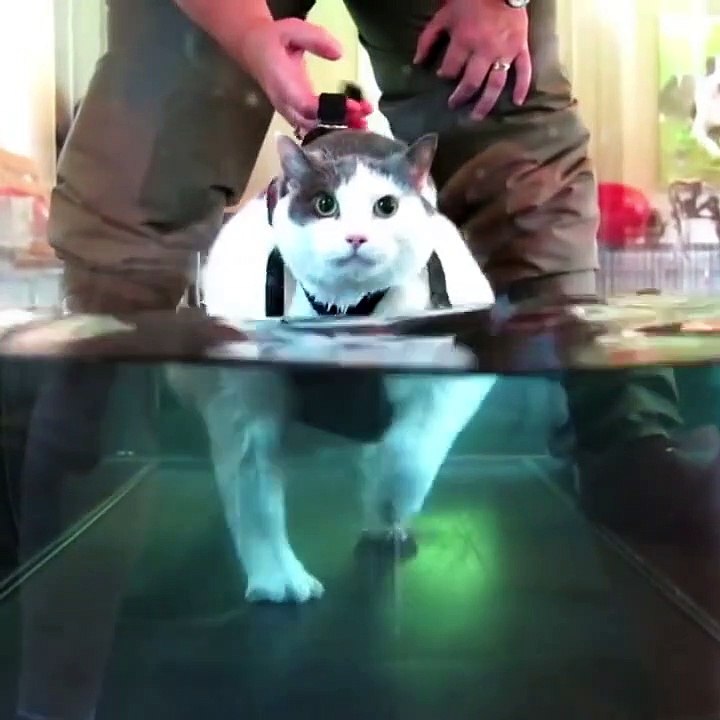 Les chats aussi font du sport pour maigrir