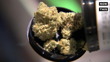 Your Weed Might Have Mold And Bacteria In it