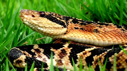 As 10 cobras mais perigosas do Brasil