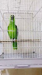 allah diyen papağan