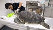 X-Ray reveals hundreds of coins in the belly of a turtle