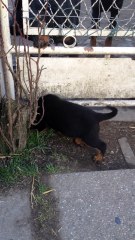 Newie des bergers de l'oiseau jaune