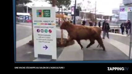 Une vache s'échappe du Salon de l'agriculture (vidéo)