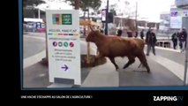 Une vache s'échappe du Salon de l'agriculture (vidéo)