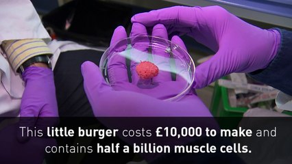 Scientists create lab-grown burgers