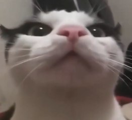 Funny Cats Compilation || Funny Cat Videos || indian funny videos