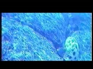 Mérous de La Réunion