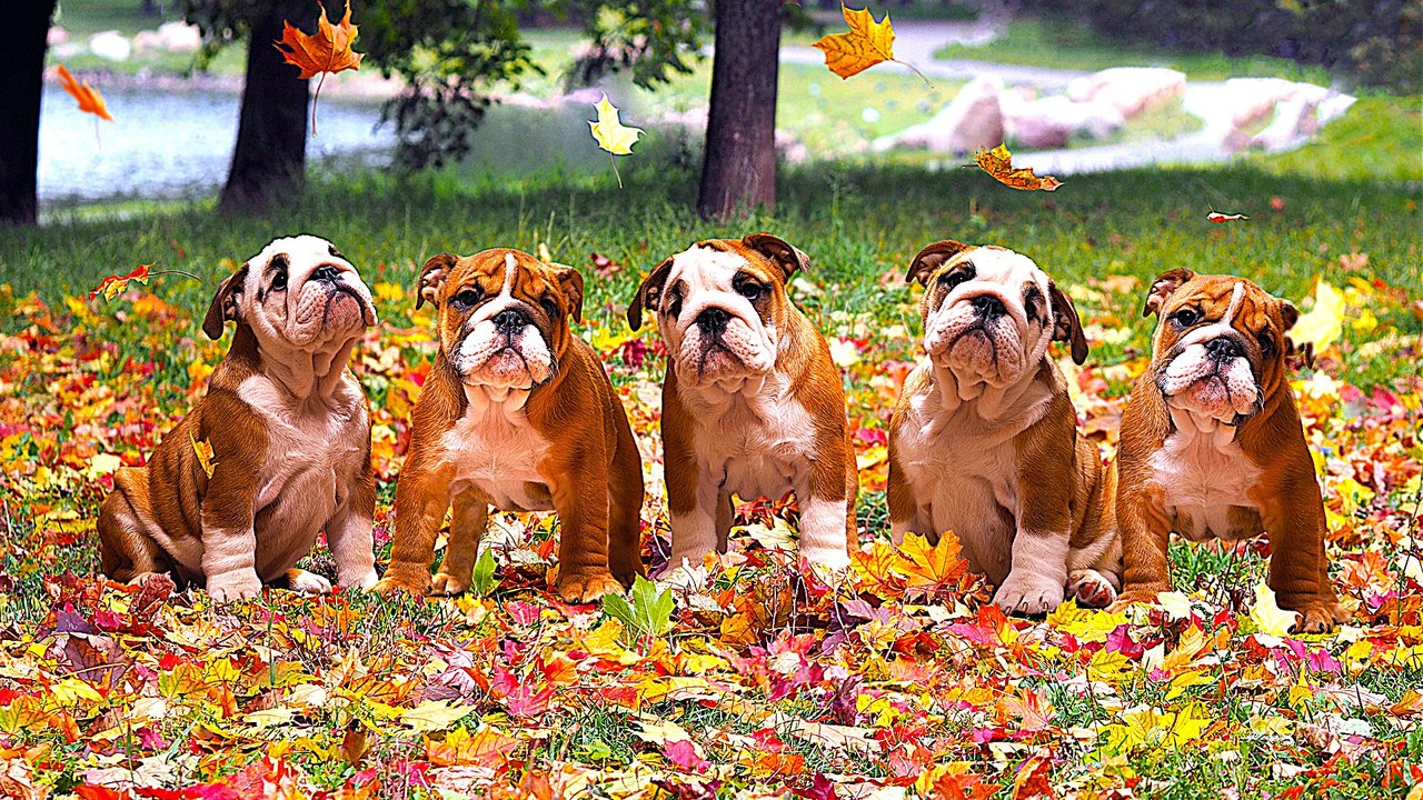 3 Apps That Will Up Your Dog Walking Game